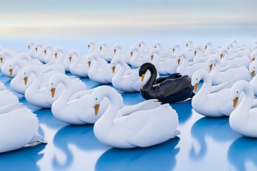 Single black swan among dozens of white ones